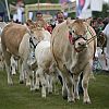 Hertfordshire County Show